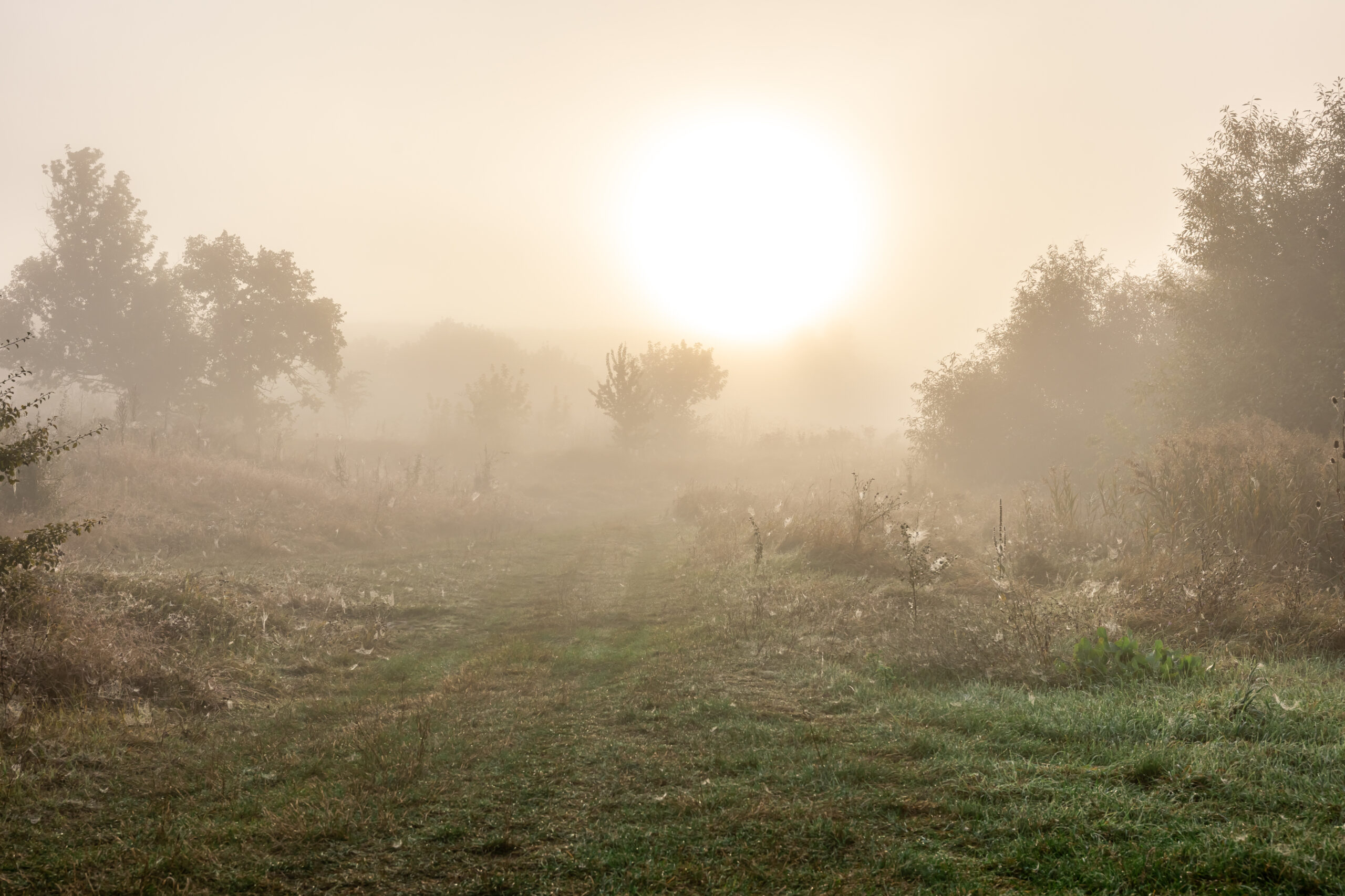 paisagem-nebulosa-de-outono-com-silhuetas-de-arvores-e-sol-turva-no-ceu-scaled Sua Vida é Como Neblina: Como Encontrar Sentido Antes que Ela Desapareça